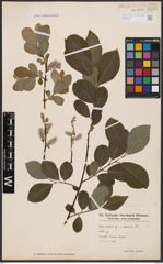 Foto von Salix aurita L. x Salix caprea L.